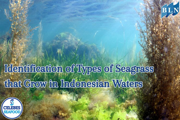 Identification of Types of Seagrass that Grow in Indonesian Waters